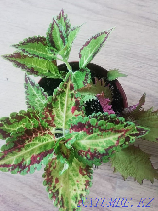 Coleus, oxalis, ruelia, calathea, slipway, krasula 700 Almaty - photo 3