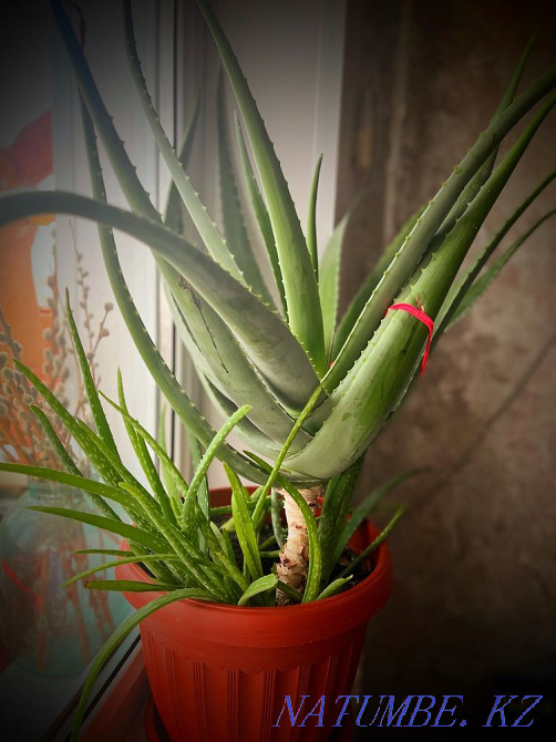 қызыл түсті бөлме өсімдігі  Қарағанды - изображение 1