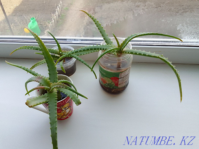 Aloe 500tg. sprouts. Rudnyy - photo 1