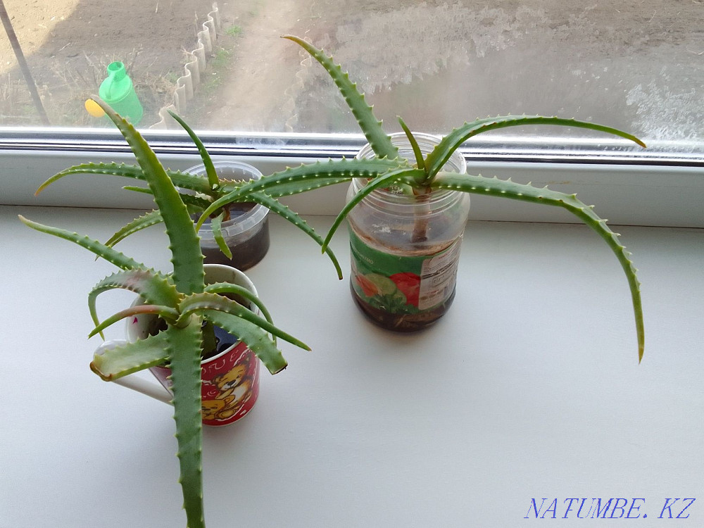 Aloe 500tg. sprouts. Rudnyy - photo 1