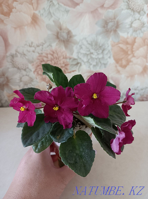 Indoor violet flowers Almaty - photo 6
