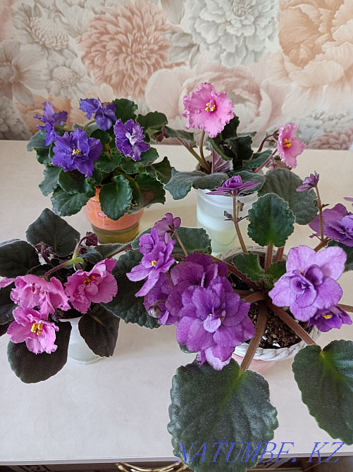 Indoor violet flowers Almaty - photo 3