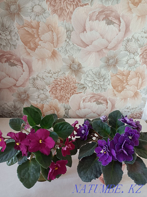 Indoor violet flowers Almaty - photo 4