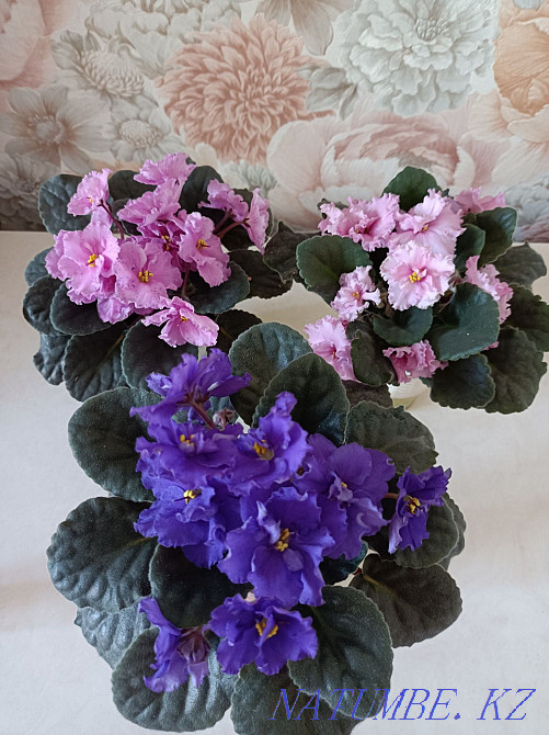 Indoor violet flowers Almaty - photo 1