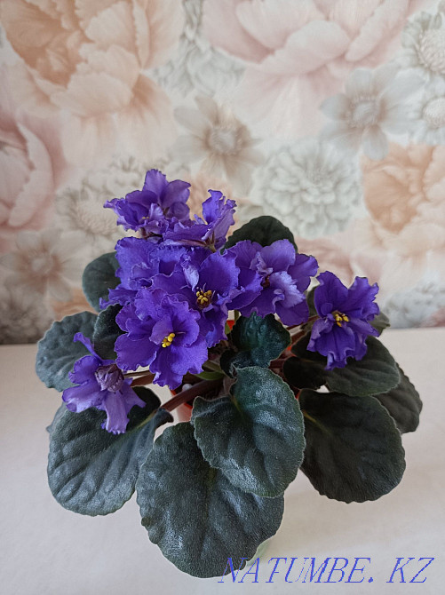 Indoor violet flowers Almaty - photo 7