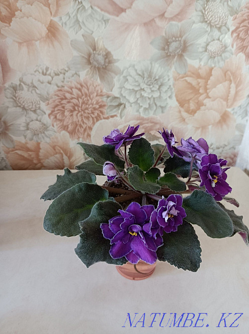Indoor violet flowers Almaty - photo 5