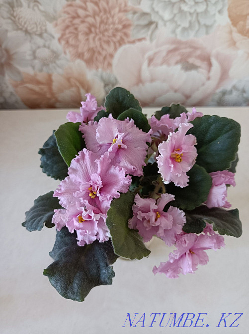 Indoor violet flowers Almaty - photo 8