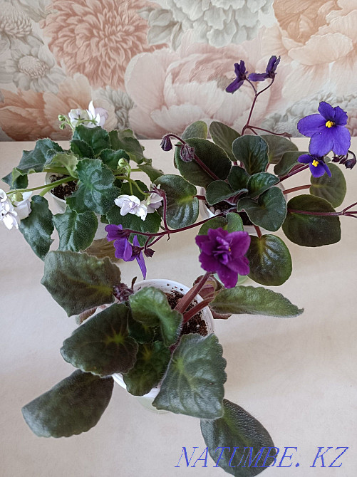 Indoor violet flowers Almaty - photo 2