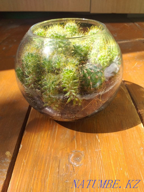 Indoor flowers Astana - photo 2