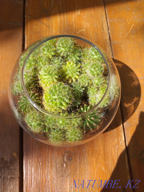 Indoor flowers Astana - photo 1