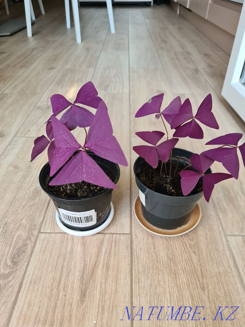 Oxygen, Tradescantia, Irezine, Peperomia, Chlorophytum Astana - photo 5