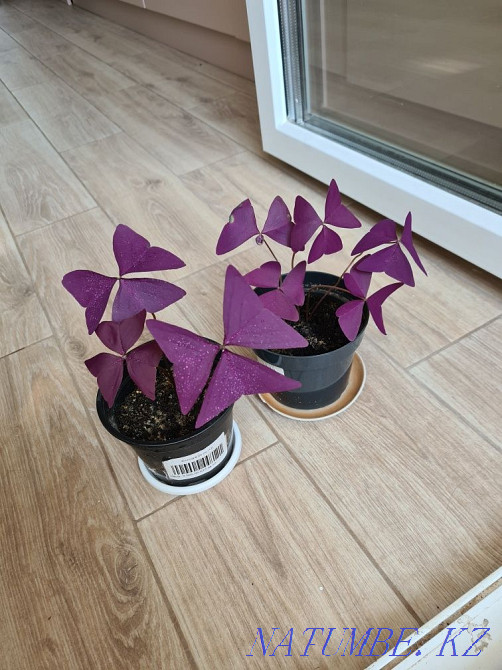 Oxygen, Tradescantia, Irezine, Peperomia, Chlorophytum Astana - photo 6