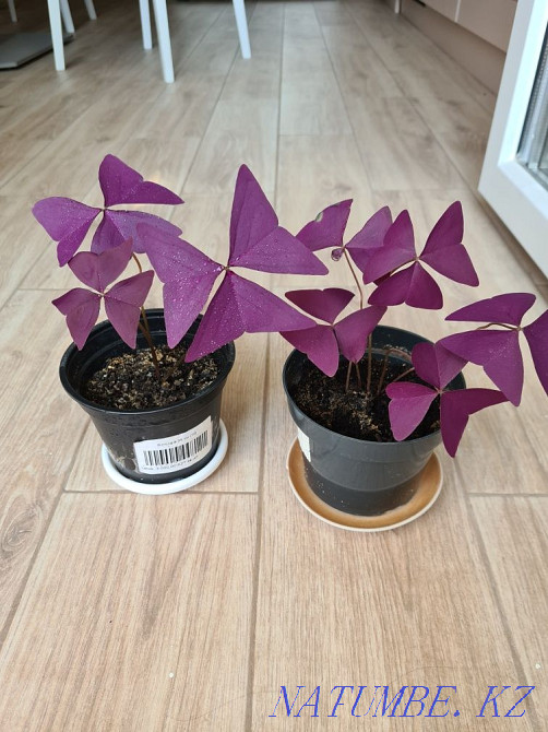 Oxygen, Tradescantia, Irezine, Peperomia, Chlorophytum Astana - photo 1