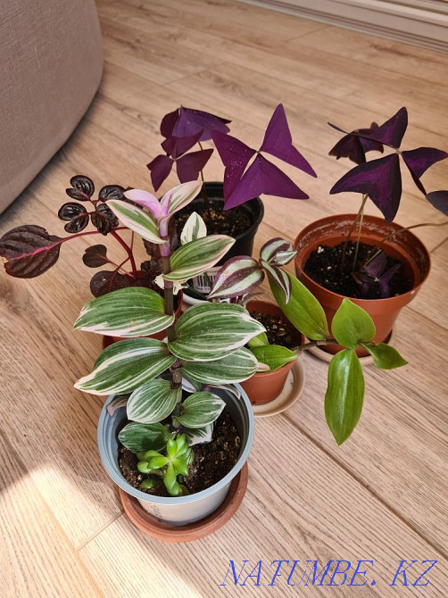 Oxygen, Tradescantia, Irezine, Peperomia, Chlorophytum Astana - photo 2