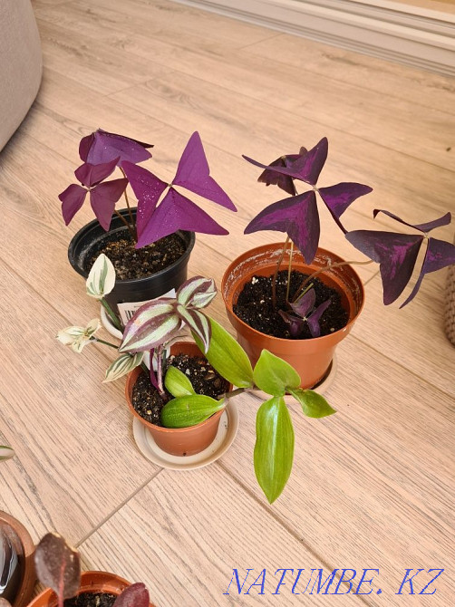 Oxygen, Tradescantia, Irezine, Peperomia, Chlorophytum Astana - photo 4