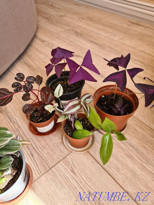 Oxygen, Tradescantia, Irezine, Peperomia, Chlorophytum Astana - photo 3