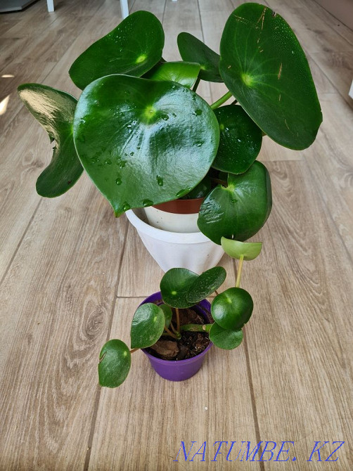 Oxygen, Tradescantia, Irezine, Peperomia, Chlorophytum Astana - photo 7