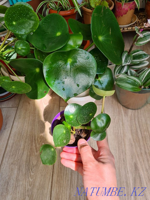 Oxygen, Tradescantia, Irezine, Peperomia, Chlorophytum Astana - photo 8