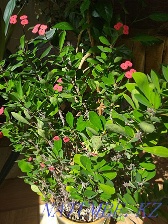 Euphorbia Milli Astana - photo 1