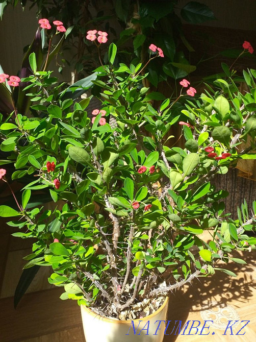 Euphorbia Milli Astana - photo 2