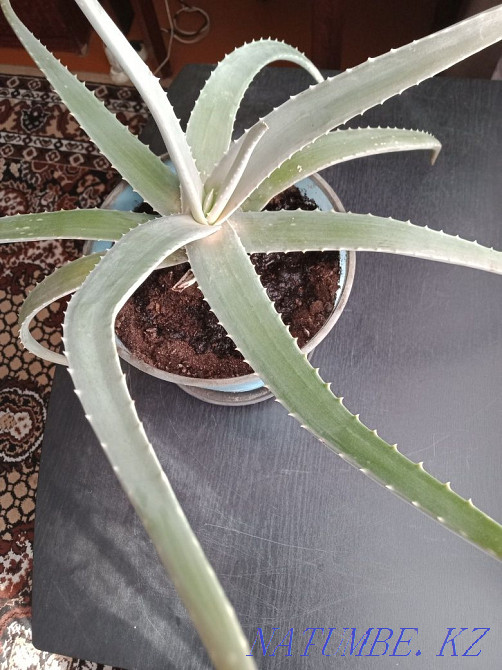 алоэ гүлін сатамыз  Петропавл - изображение 1