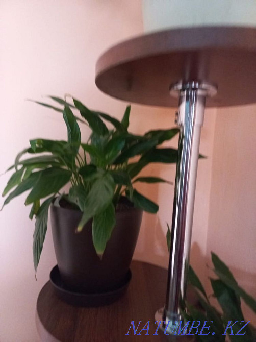 I will sell flowers female happiness Esik - photo 2