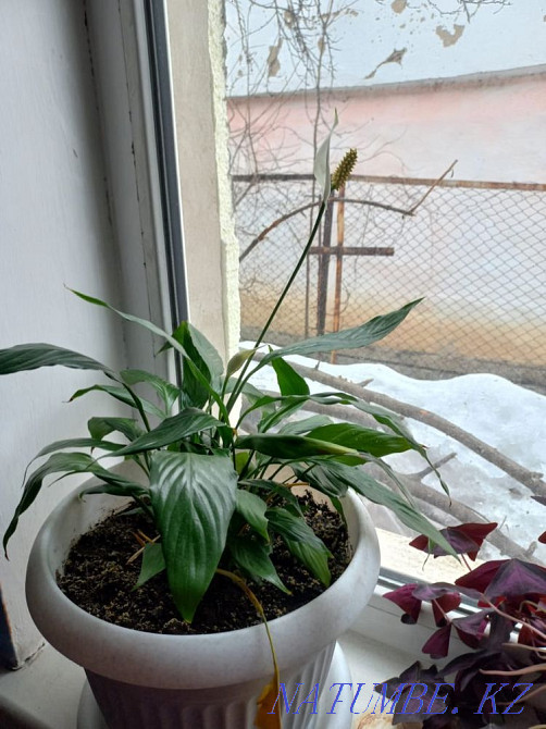 I will sell flowers female happiness Esik - photo 3