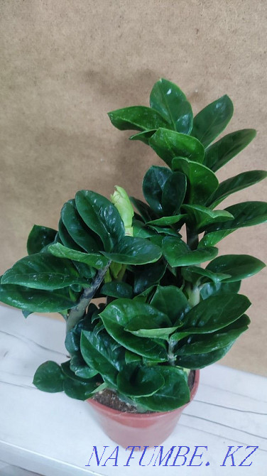 Zamiakulkas zenzi  Алматы - изображение 1