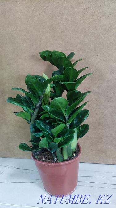 Zamiakulkas zenzi  Алматы - изображение 2