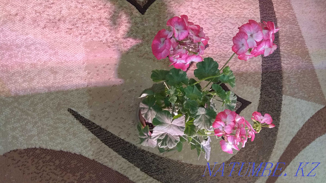 Indoor flowers. Ust-Kamenogorsk - photo 6