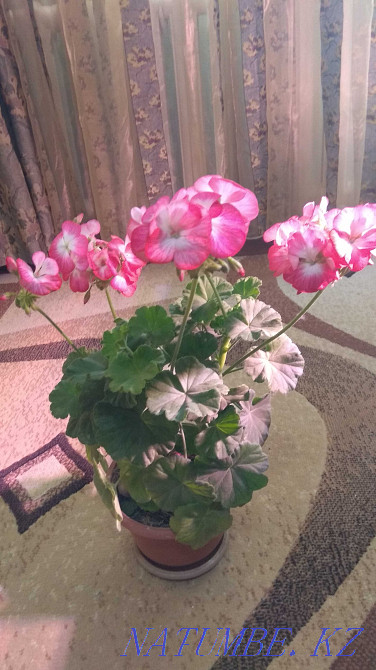 Indoor flowers. Ust-Kamenogorsk - photo 1