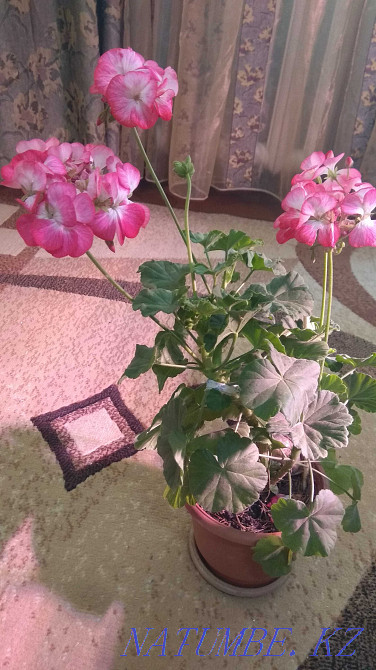 Indoor flowers. Ust-Kamenogorsk - photo 5