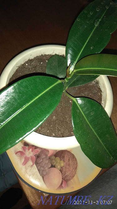 Indoor flowers. Ust-Kamenogorsk - photo 8