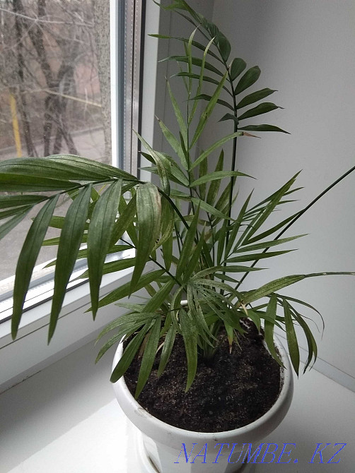Hamedorea elegans (graceful) palm Almaty - photo 4