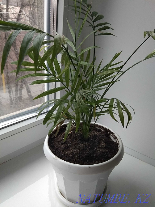 Hamedorea elegans (graceful) palm Almaty - photo 5