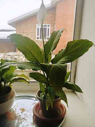 Продам комнатные растения Ust-Kamenogorsk