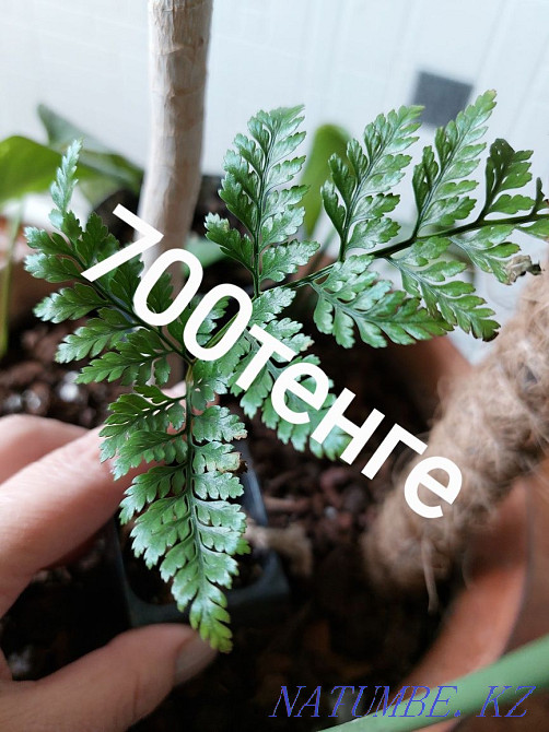 Комнатные цветы. Посмотрите все мои объявления Чапаево - изображение 5