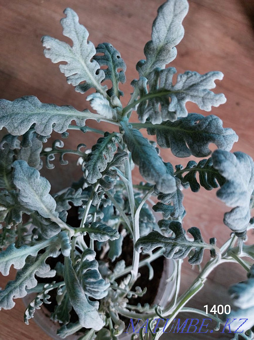 Комнатные цветы. Посмотрите все мои объявления Чапаево - изображение 7