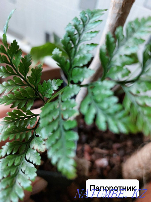 Комнатные цветы. Посмотрите все мои объявления Чапаево - изображение 1