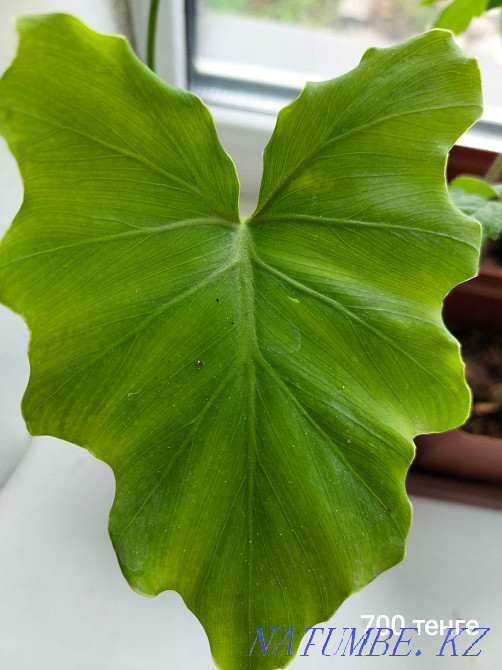 Комнатные цветы. Посмотрите все мои объявления Чапаево - изображение 4