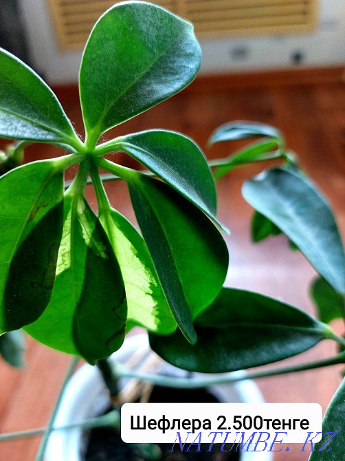 Комнатные цветы. Посмотрите все мои объявления Чапаево - изображение 3