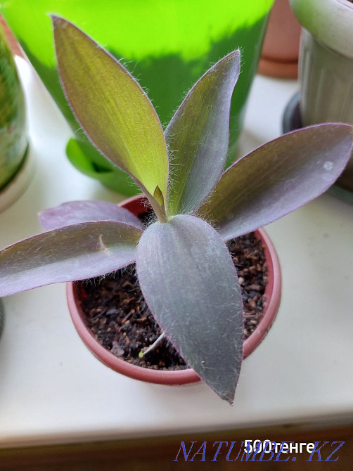 Комнатные цветы. Посмотрите все мои объявления Чапаево - изображение 6