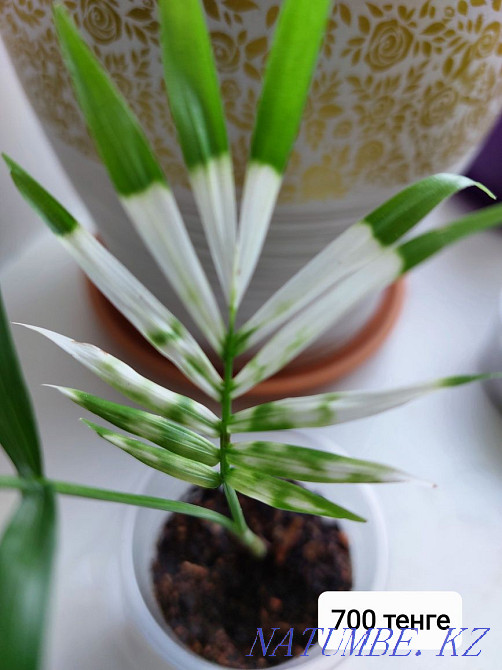 Комнатные цветы. Посмотрите все мои объявления Чапаево - изображение 2