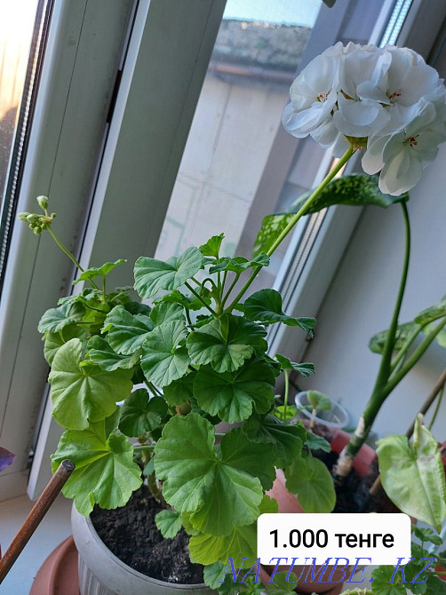 Комнатные цветы. Посмотрите все мои объявления Чапаево - изображение 8