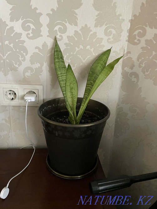 Жабық гүлдер сатыңыз  Алматы - изображение 2