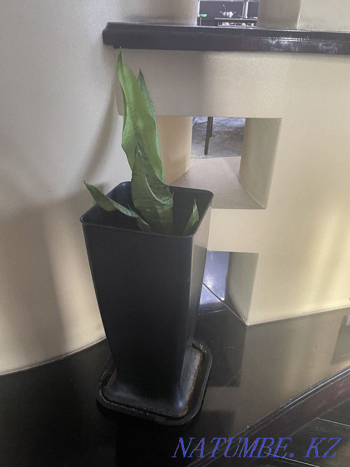 Жабық гүлдер сатыңыз  Алматы - изображение 5