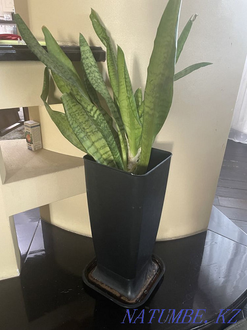 Жабық гүлдер сатыңыз  Алматы - изображение 6