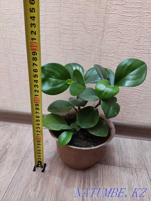 Peperomia tupolistnaya, Moscow metro Almaty - photo 1