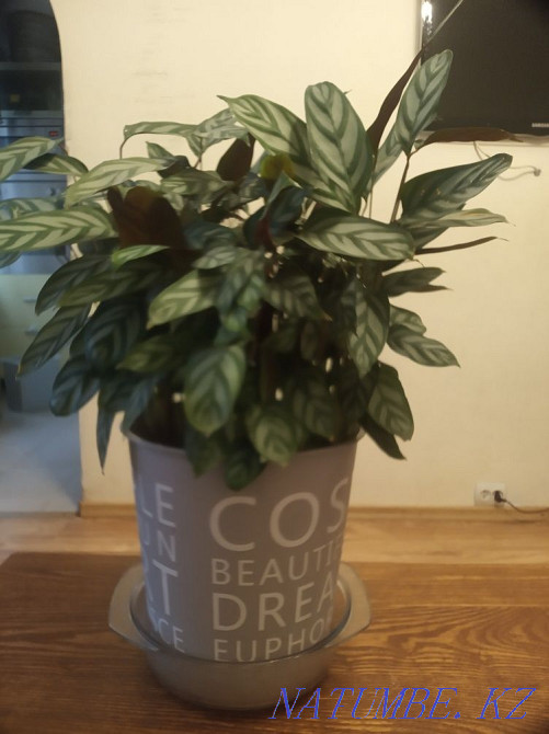 Calathea 20 thousand Height 60 cm Almaty - photo 1