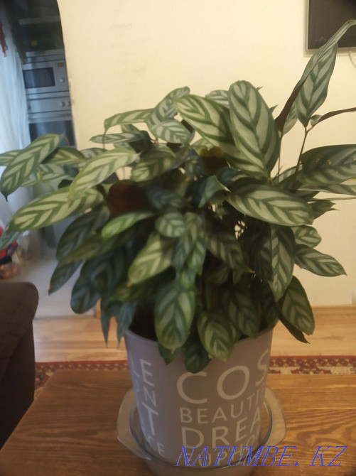 Calathea 20 thousand Height 60 cm Almaty - photo 3